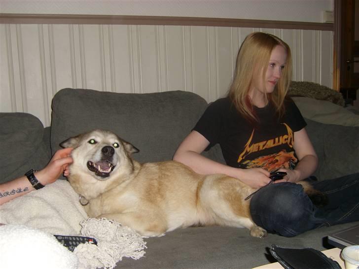 Alaskan malamute Yakone billede 8