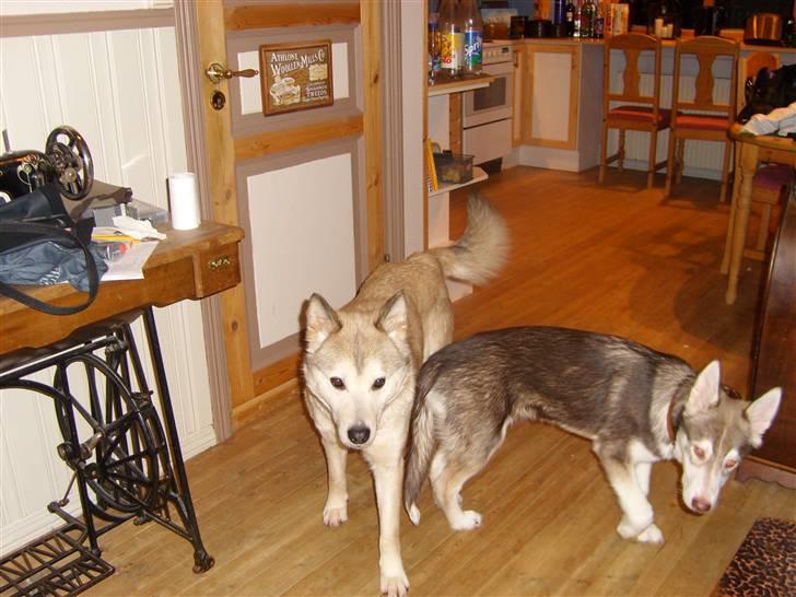 Alaskan malamute Yakone billede 9