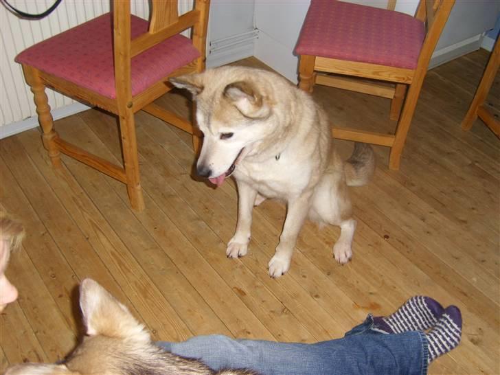 Alaskan malamute Yakone billede 10