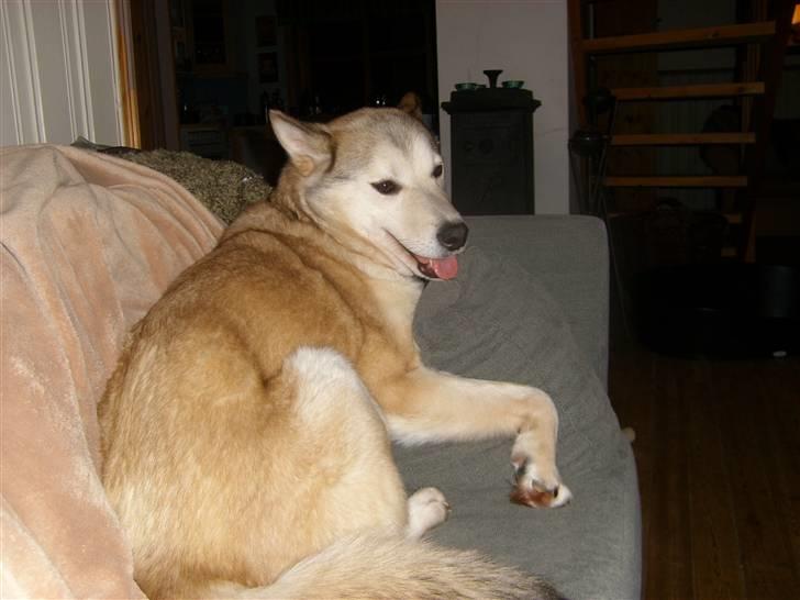 Alaskan malamute Yakone billede 11