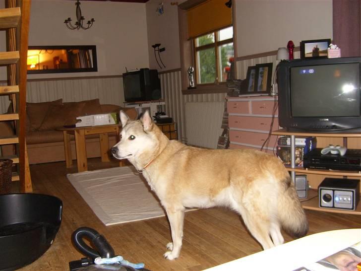 Alaskan malamute Yakone billede 12