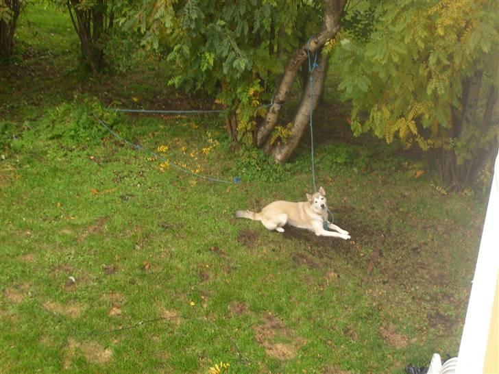 Alaskan malamute Yakone billede 13