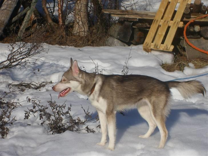 Alaskan husky Nanook billede 6