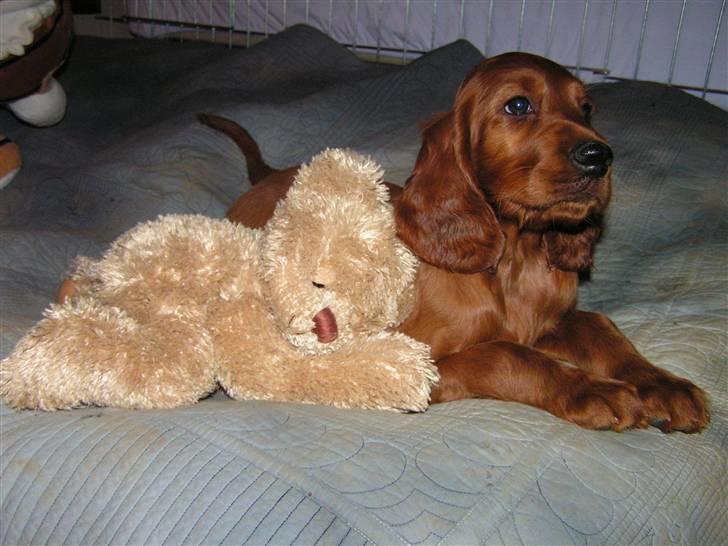 Irsk setter Zoe - Zoe med sin kramnalle billede 1