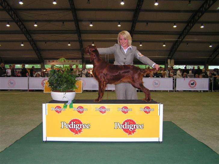 Irsk setter Zoe - Zoe  - bedst in show 4 hvalp på DKK´s udstilling i Ballerup 2007 billede 2