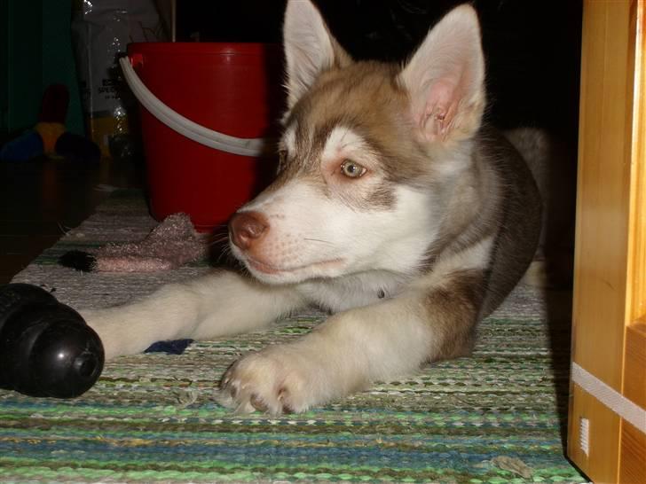 Alaskan husky Nanook billede 12