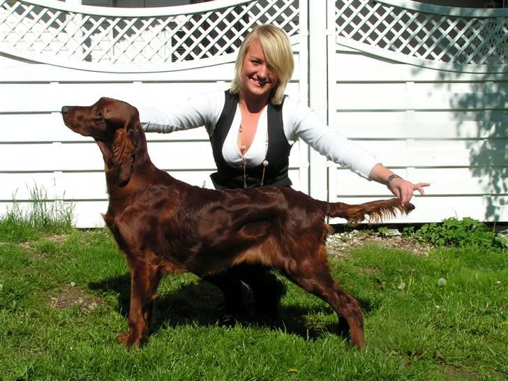 Irsk setter Zoe - Zoe 7 mdr billede 3