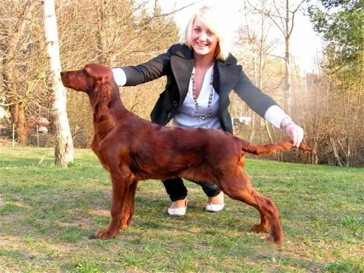 Irsk setter Zoe - Zoe 6 mdr billede 4