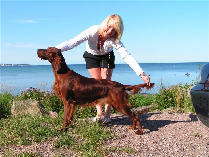 Irsk setter Zoe - Zoe 8 mdr billede 5