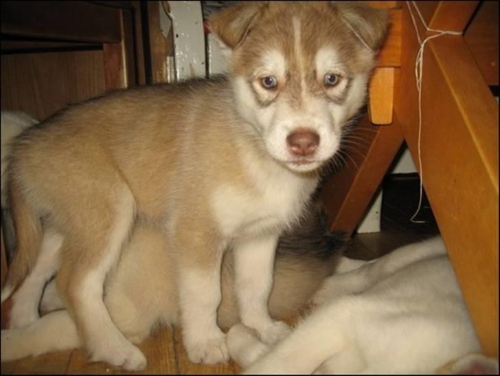 Alaskan husky Nanook billede 18