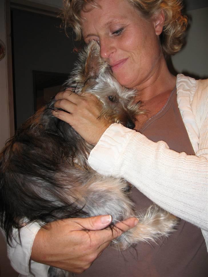 Australian silky terrier Anton - Her er jeg med min mor billede 14