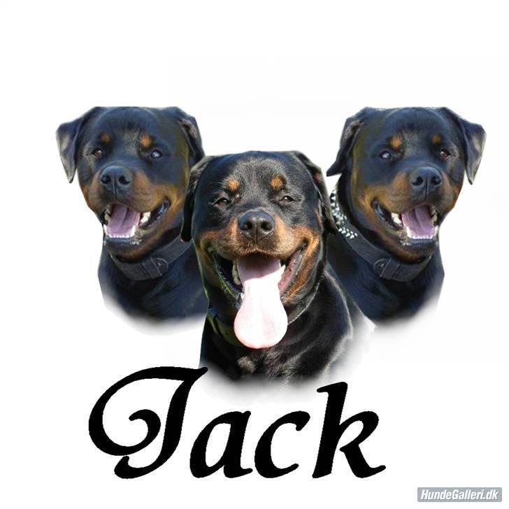 Rottweiler jack billede 17