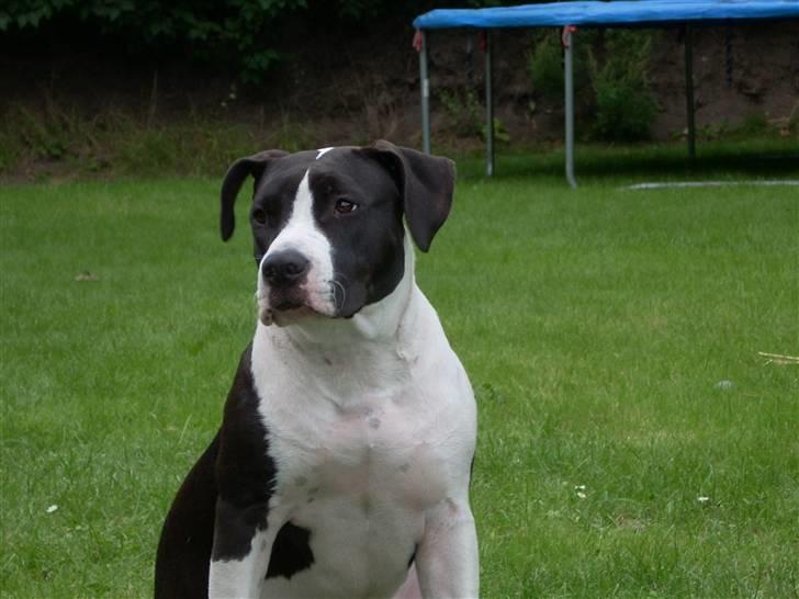 Amerikansk staffordshire terrier BABY - her bestemmer jeg altså billede 20