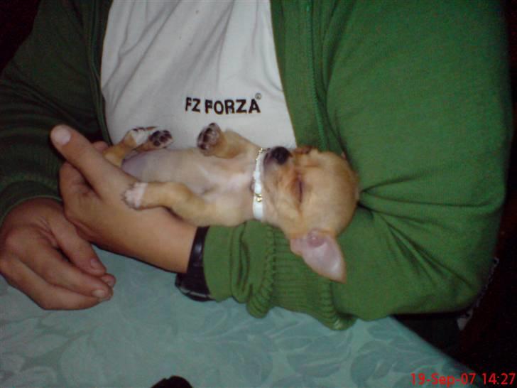 Chihuahua Grace Kelly of Sunray RIP billede 7