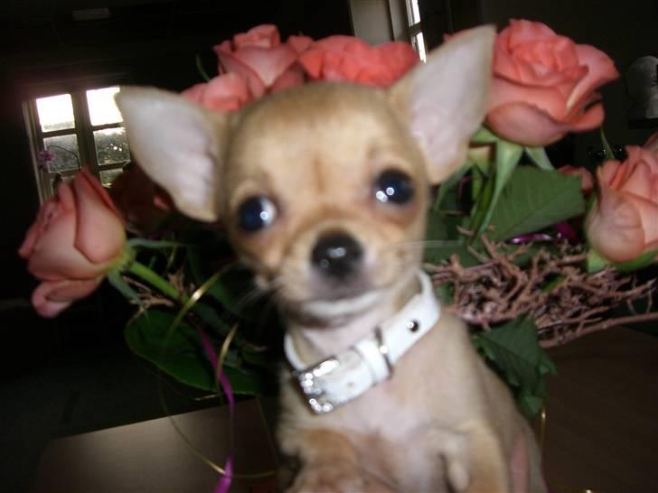 Chihuahua Grace Kelly of Sunray RIP billede 8