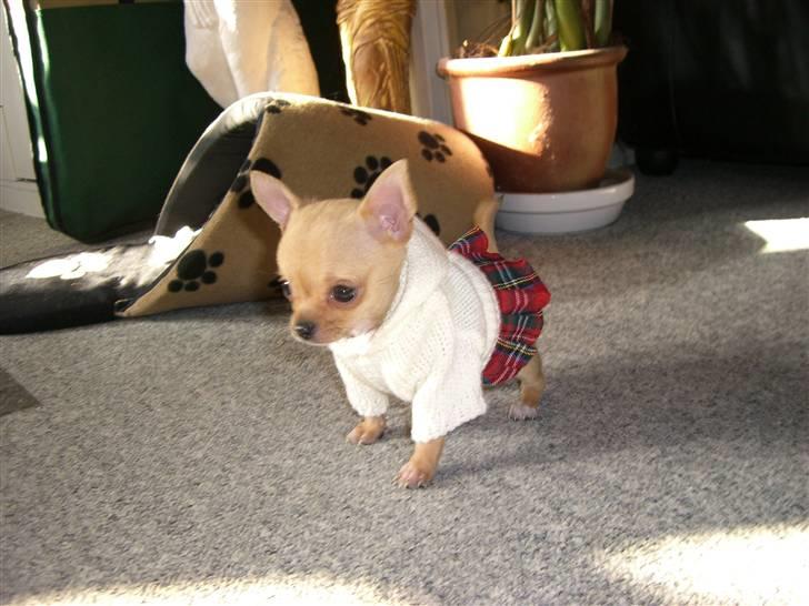 Chihuahua Grace Kelly of Sunray RIP billede 9