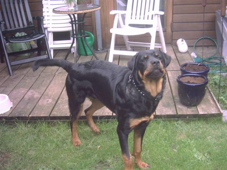 Rottweiler REX - Lidt snoppet er man vel når man nu er 8 mdr. billede 8