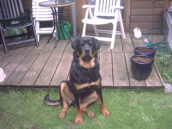 Rottweiler REX - de lange ben.. ved du hvordan man gør? billede 9