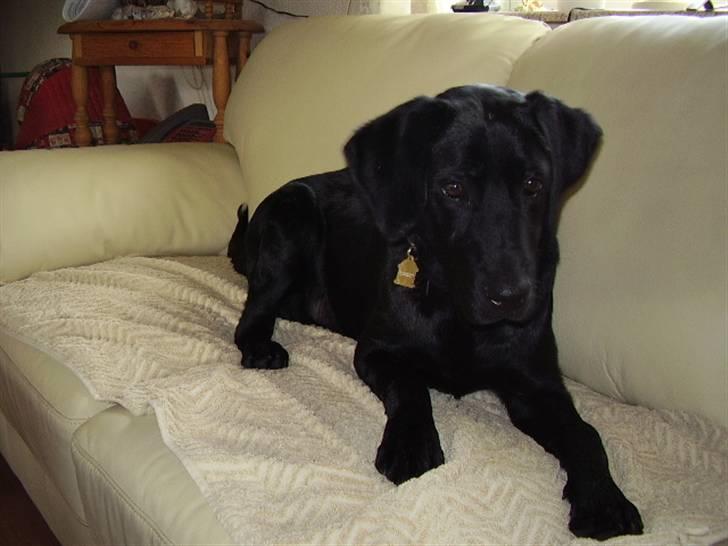 Labrador retriever Boss - Åhh. daser i sofaen billede 10