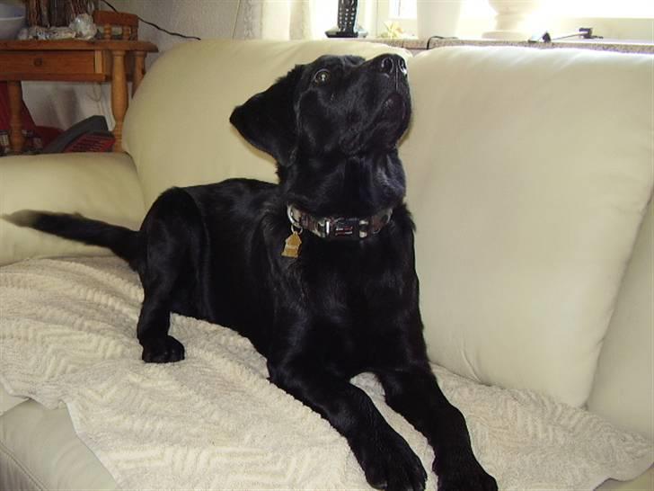 Labrador retriever Boss - HOV hvad er det?? billede 11