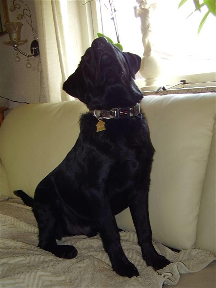 Labrador retriever Boss - Spændende:o) billede 12