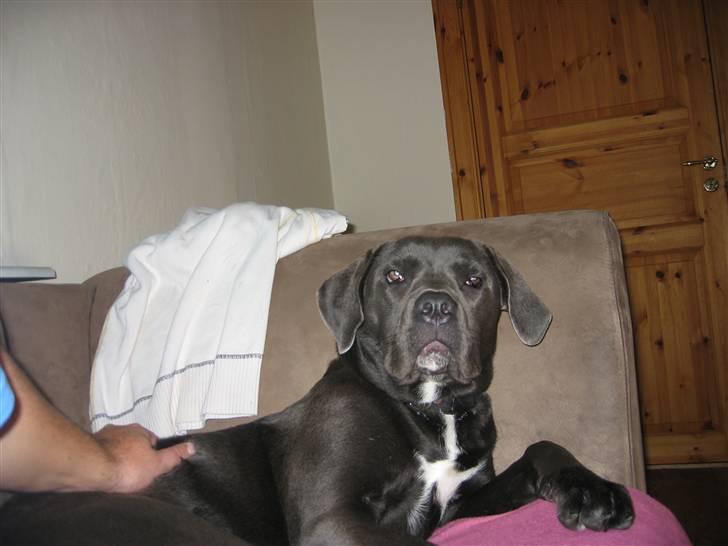 Cane corso Rip 27-12-2010 Medusa  - NYT billede 17