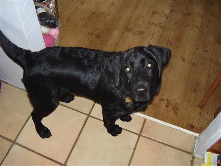 Labrador retriever Boss - Hvad laver du nu mor?? billede 13
