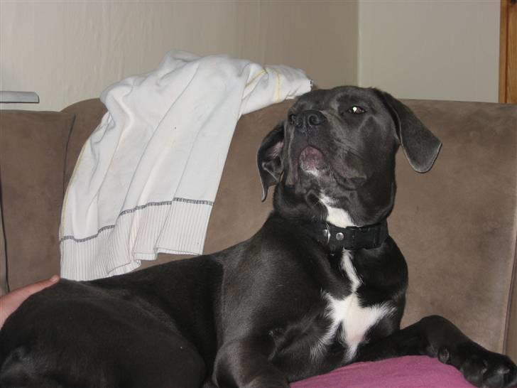 Cane corso Rip 27-12-2010 Medusa  - NYT billede 18