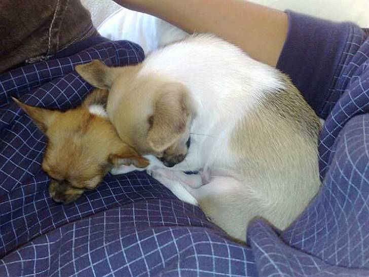 Chihuahua Tess - Ligger sammen med bror Chandler billede 2