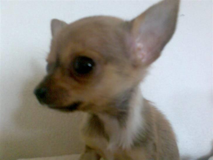 Chihuahua Tess - Se hvor smuk jeg er billede 5