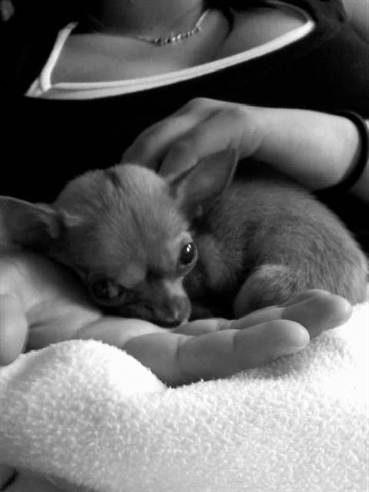 Chihuahua Tess - Elsker at ligge og putte billede 6