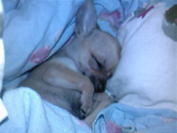 Chihuahua Rockey - Rockey der putter i min seng.  billede 9
