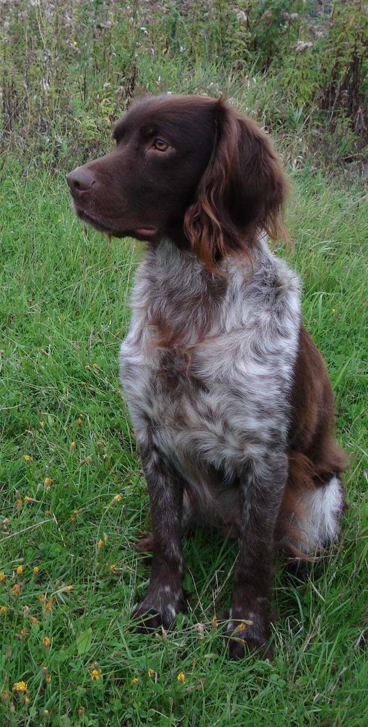 Kleiner münsterländer Tikka billede 1