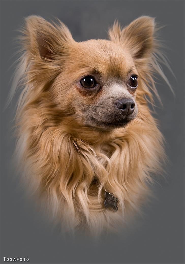 Chihuahua Dolph - Yes yes yes - smukke hund! billede 1