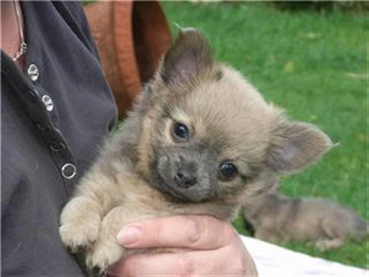 Chihuahua Dolph billede 2