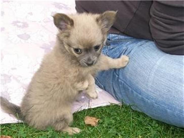 Chihuahua Dolph billede 3