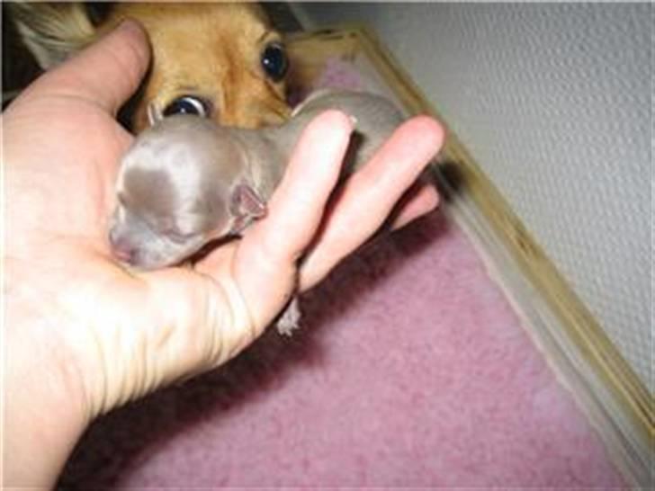 Chihuahua Dolph - Se mig - helt lille og nyfødt billede 4