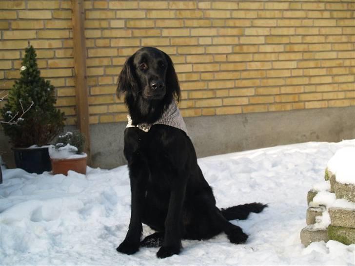 Flat coated retriever Jiggers whait for Duncan - Vinter 05 Duncan i sneen , han havde retriver eksem så derfor klud om halsen for at undgå snaskede sår :) billede 2