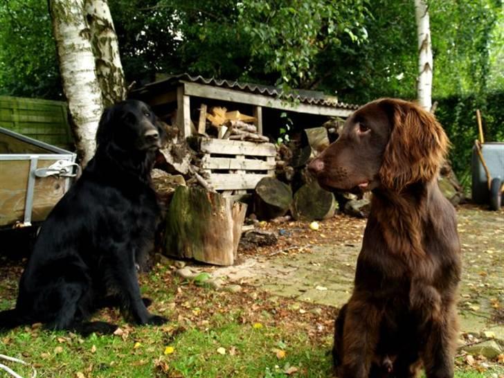 Flat coated retriever Jiggers whait for Duncan - Sommer 07 Duncan og Victor ( som også er her inde) billede 3