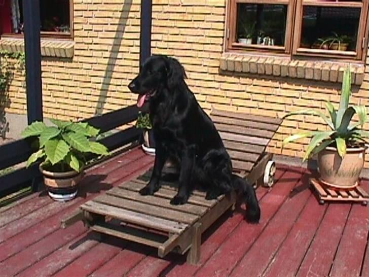 Flat coated retriever Jiggers whait for Duncan - Sommer 06 Duncan har fundet sig tilrette på solsengen billede 4