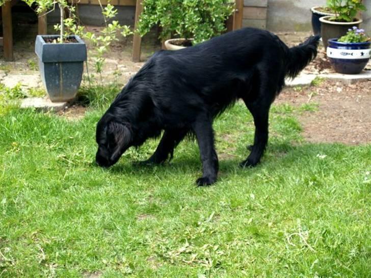 Flat coated retriever Jiggers whait for Duncan - Sommer 07 :) Duncan  billede 6