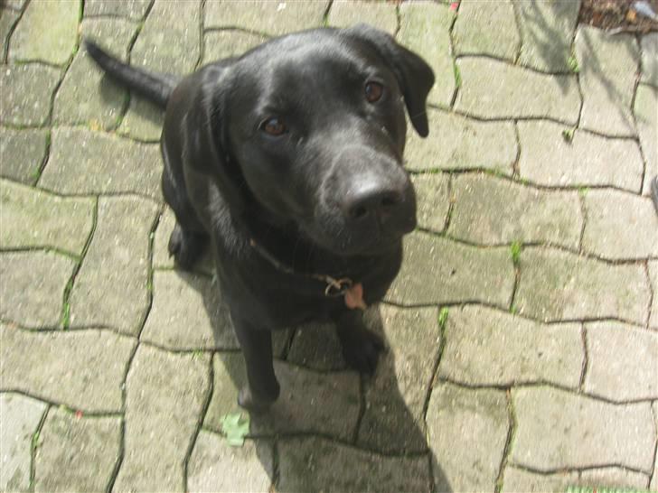 Blanding af racer Nitta ! (L) billede 2