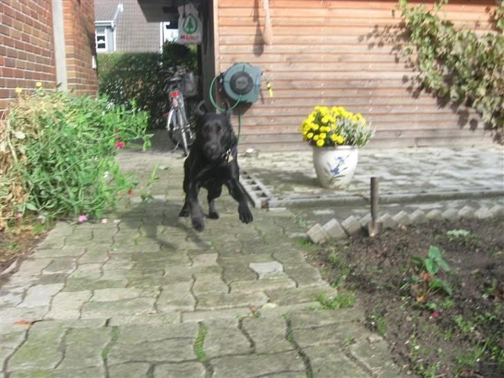 Blanding af racer Nitta ! (L) billede 3