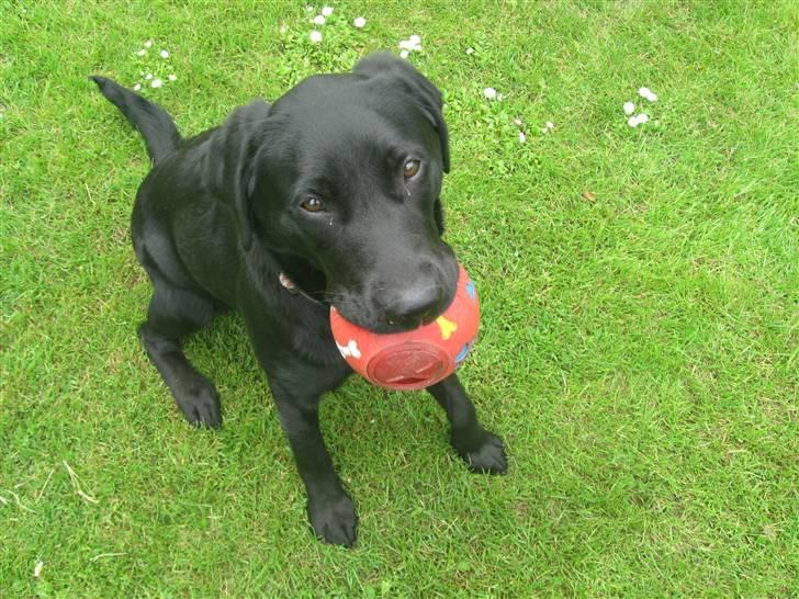 Blanding af racer Nitta ! (L) billede 5