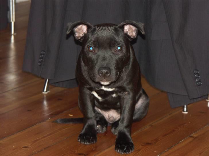 Staffordshire bull terrier Muttley billede 13
