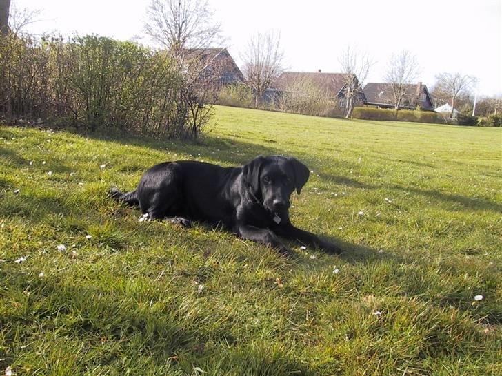 Blanding af racer Nitta ! (L) billede 6