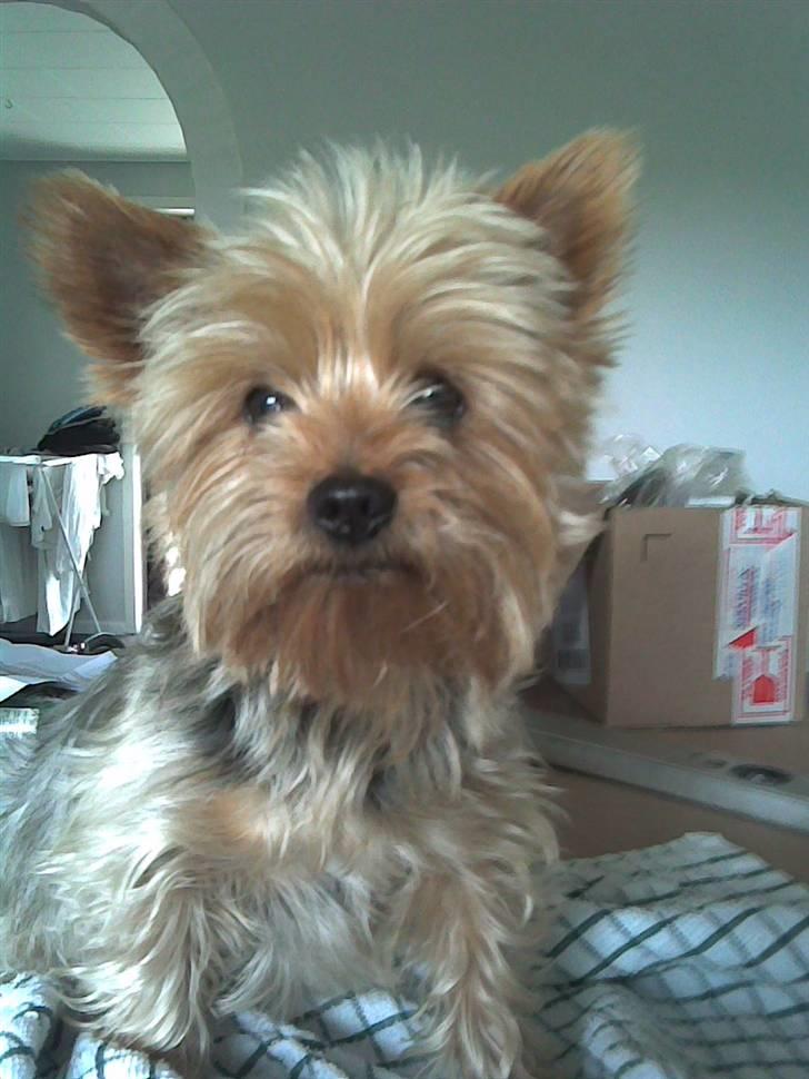 Yorkshire terrier Aladin - er jeg ikk smuk. billede 1