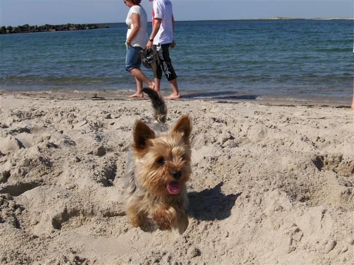 Yorkshire terrier Aladin - Nyder lige en strand tur i Thyborøn sammen med mor og far. billede 2