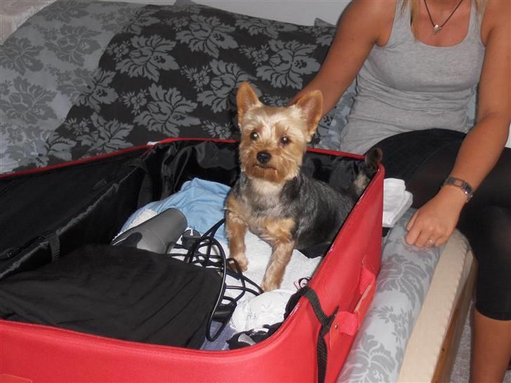 Yorkshire terrier Aladin - Se mor der er os plads til mig i kufferten.  billede 3