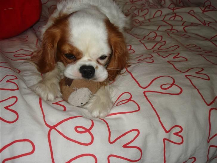 Cavalier king charles spaniel Fie - Fie ligger og putter med løven billede 16